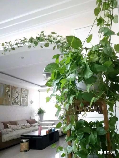 綠蘿算法1.0是什么？怎么應(yīng)對(duì)綠蘿算法1.0？